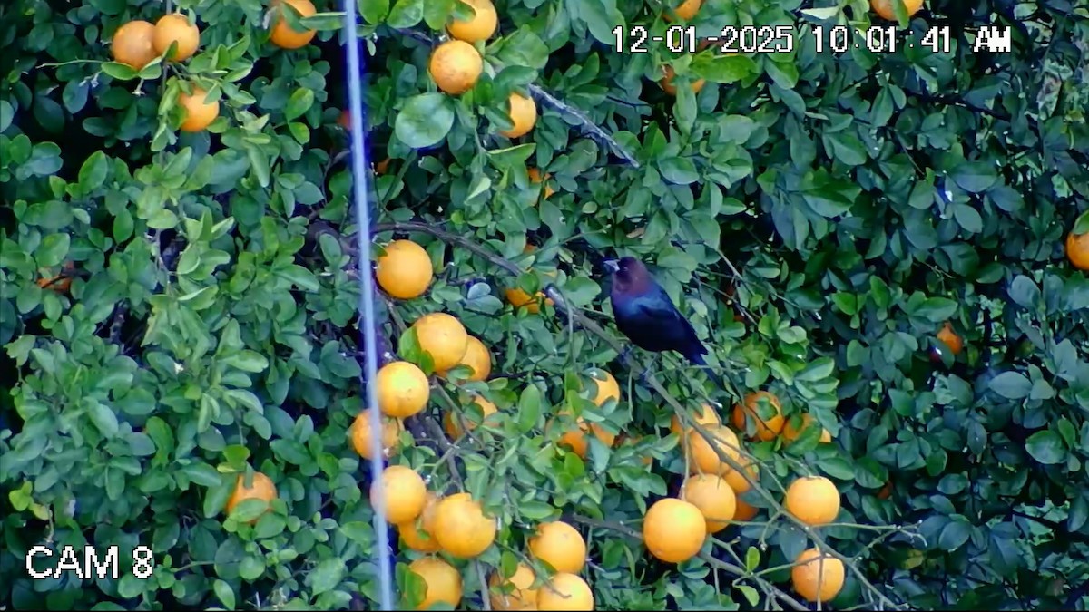 Brown-headed Cowbird - ML646269308