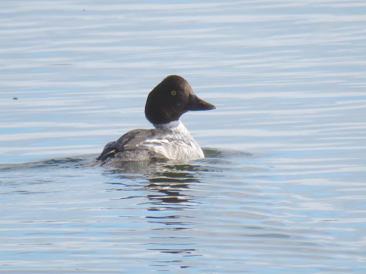 Altıngöz - ML646269309