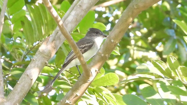 Копетон антильський - ML646269310