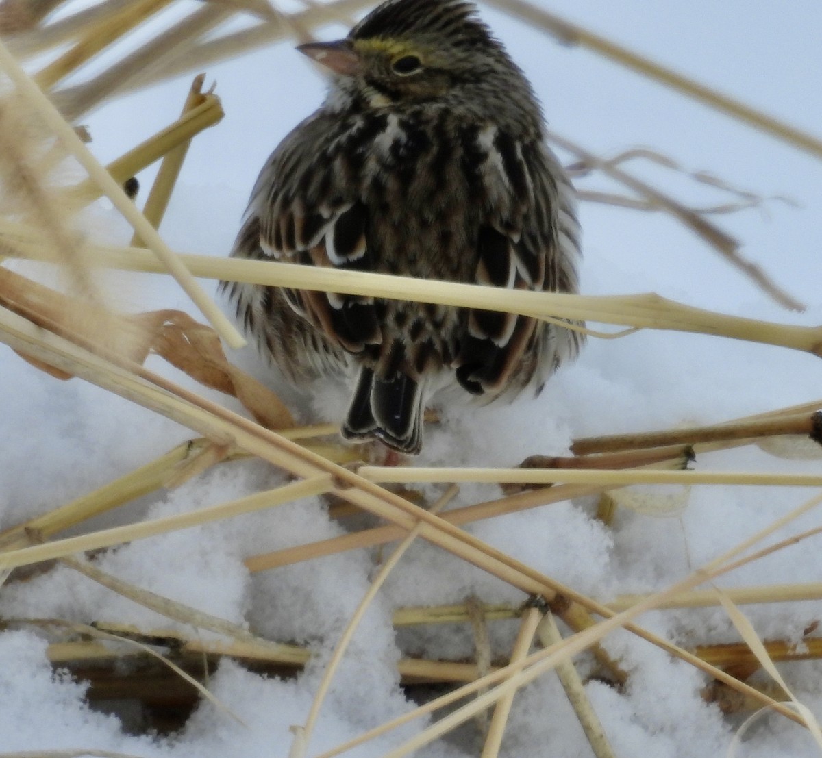 Savannah Sparrow - ML646269312
