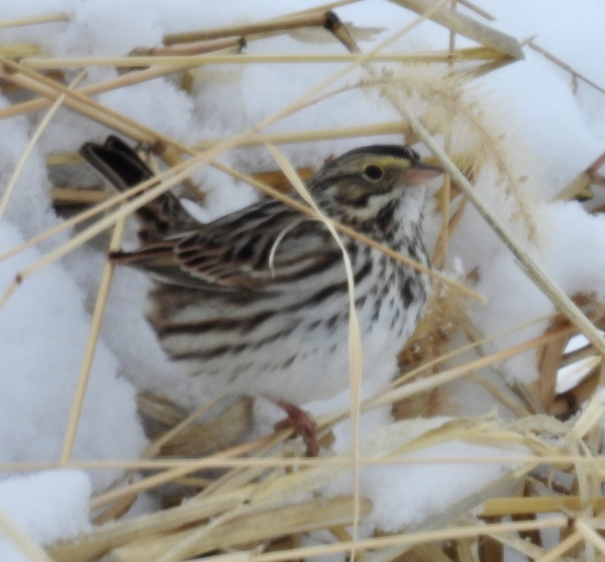 Savannah Sparrow - ML646269313