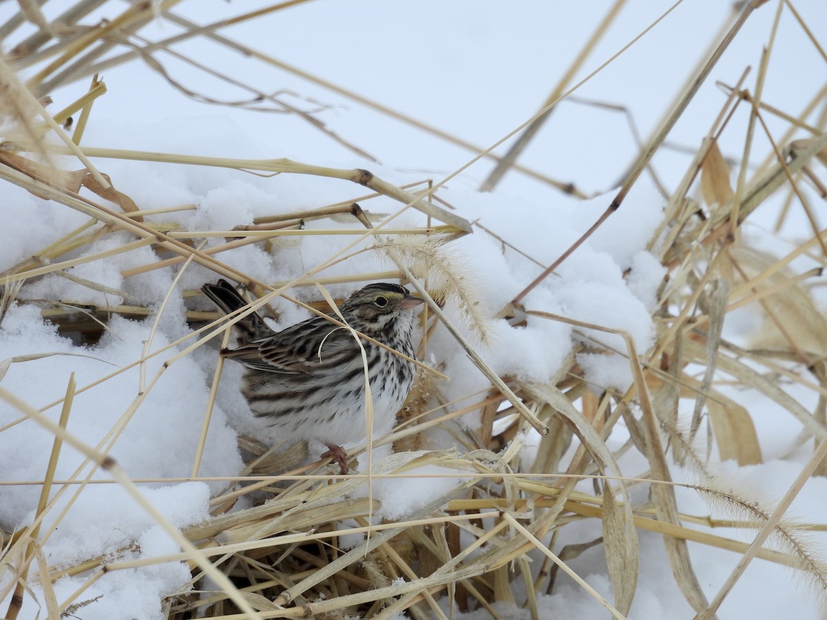 Savannah Sparrow - ML646269314