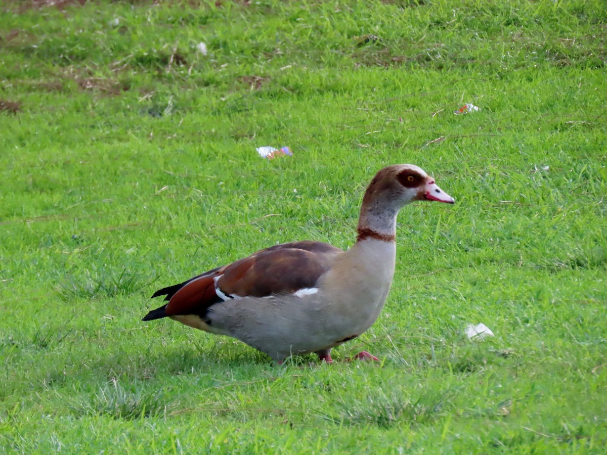 Egyptian Goose - ML646269315