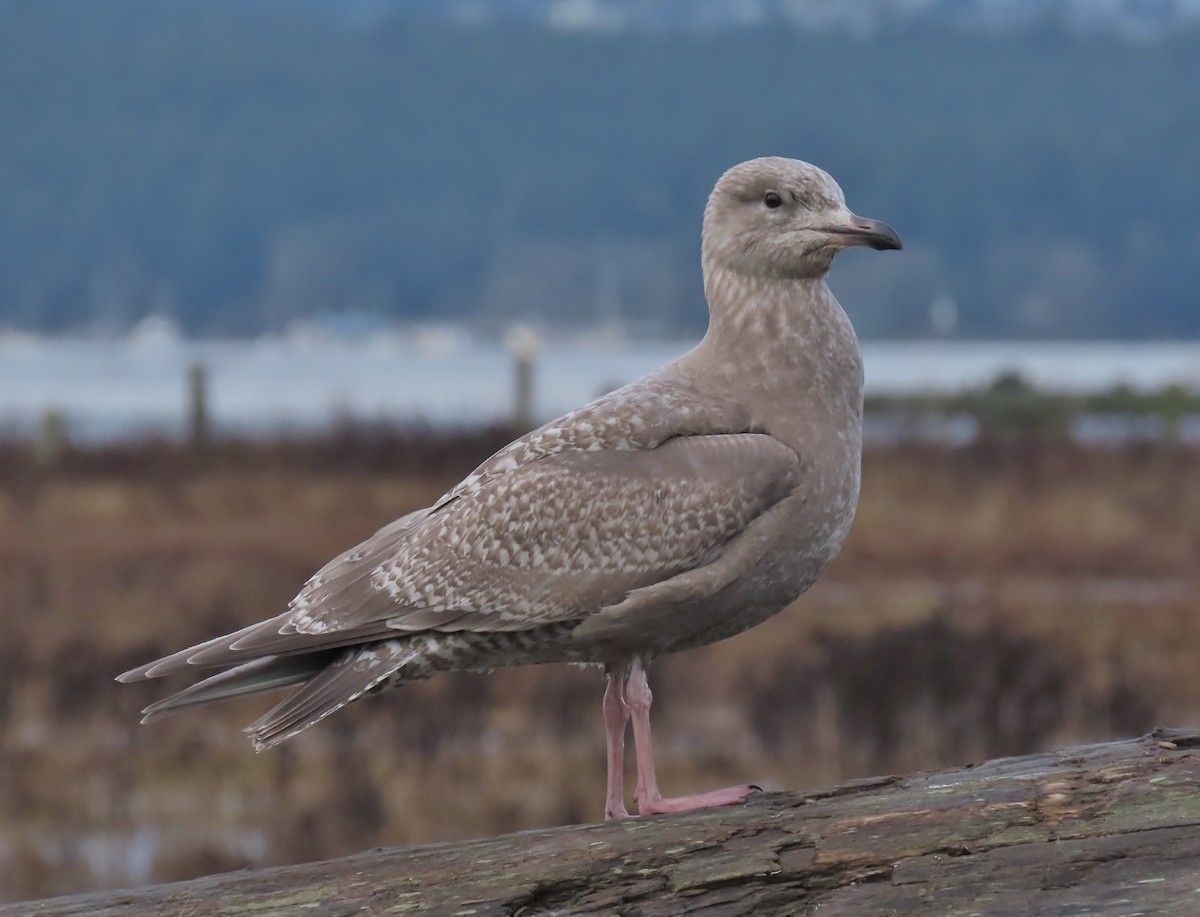 Мартин гренландський - ML646269316