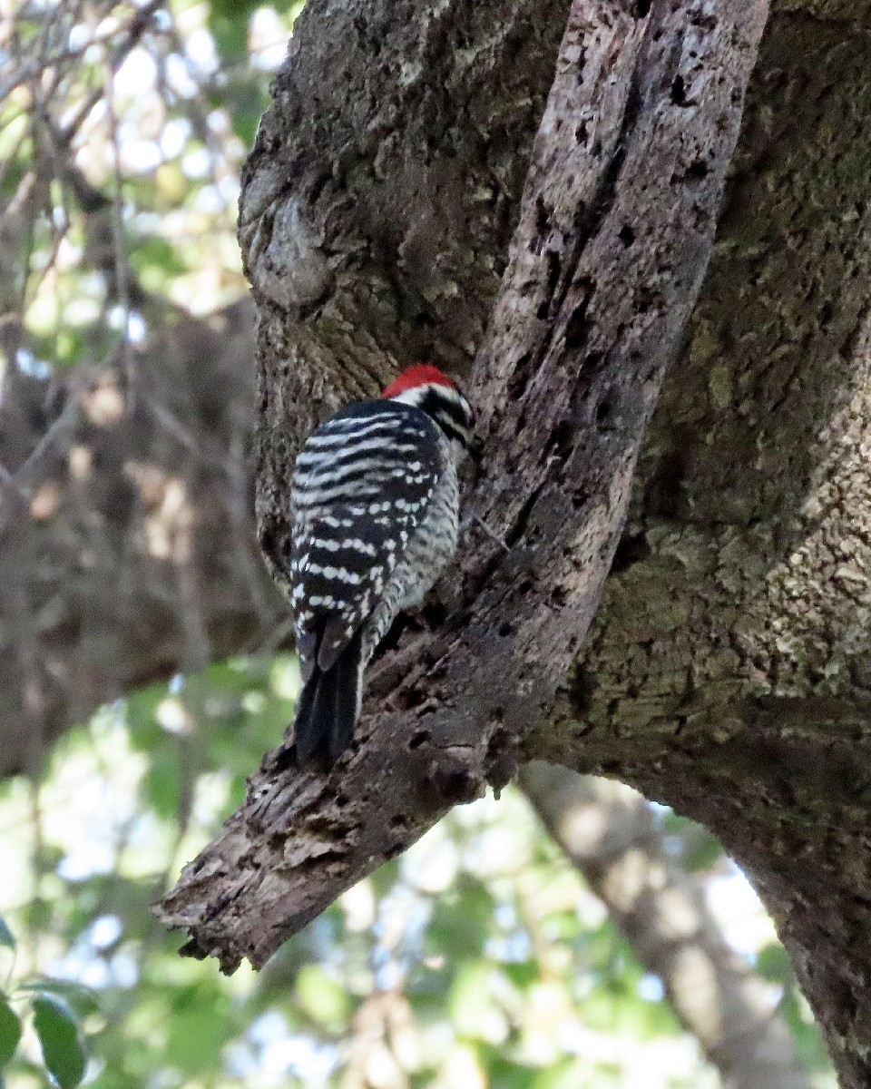 strakapoud kalifornský - ML646269317