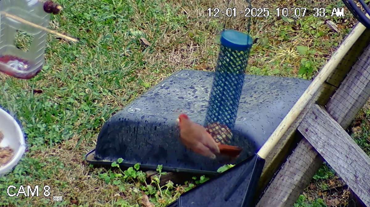 Northern Cardinal - ML646269319