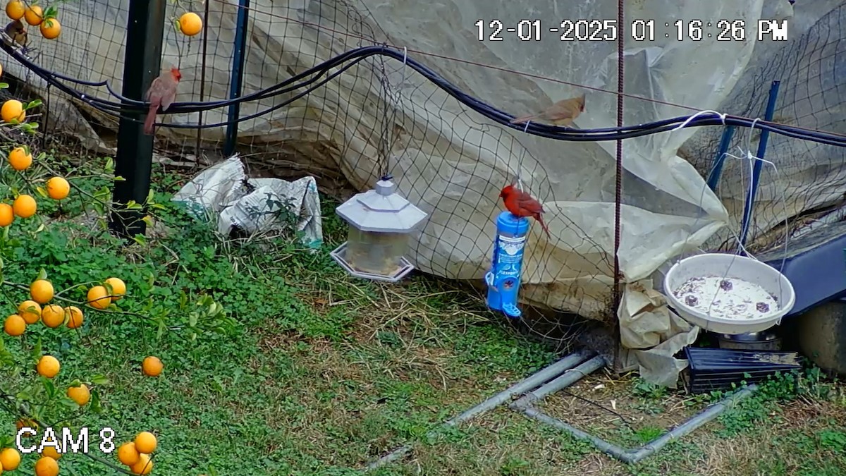 Northern Cardinal - ML646269320