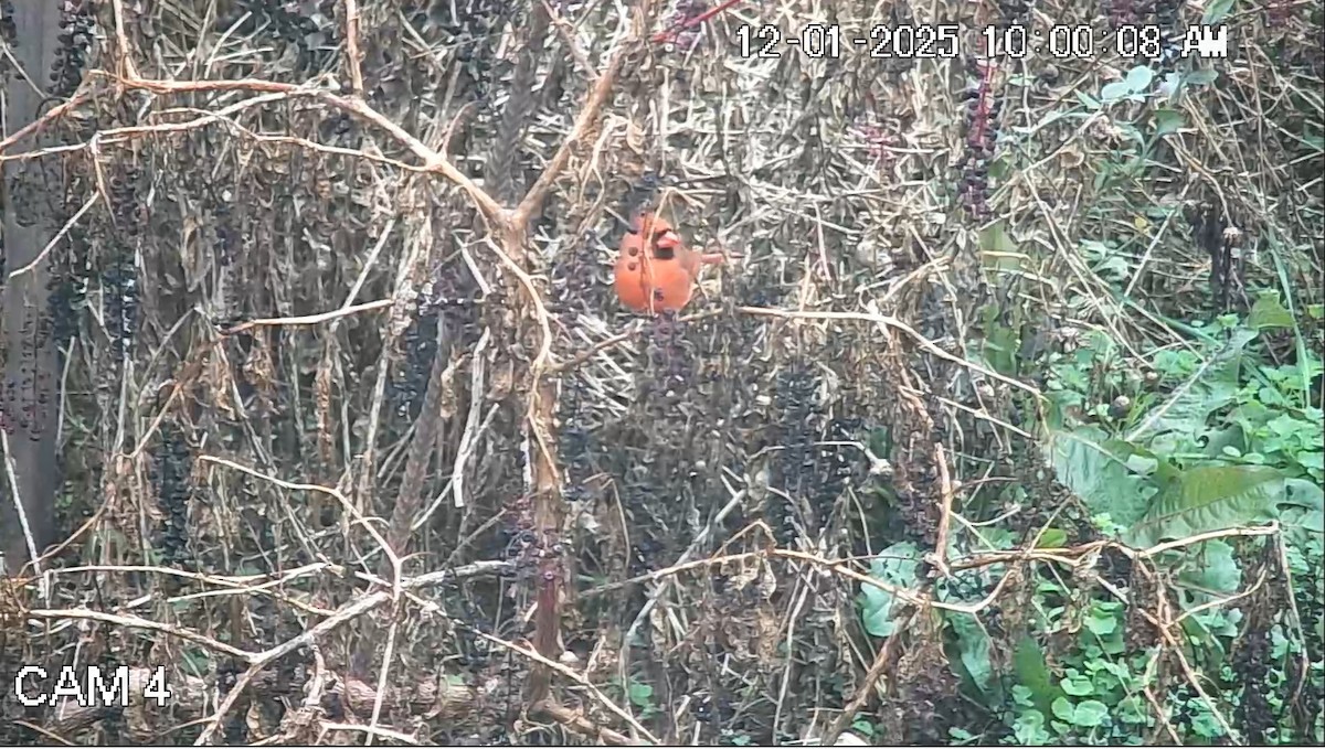 Northern Cardinal - ML646269321