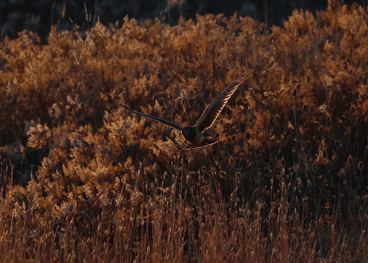Northern Harrier - ML646269322