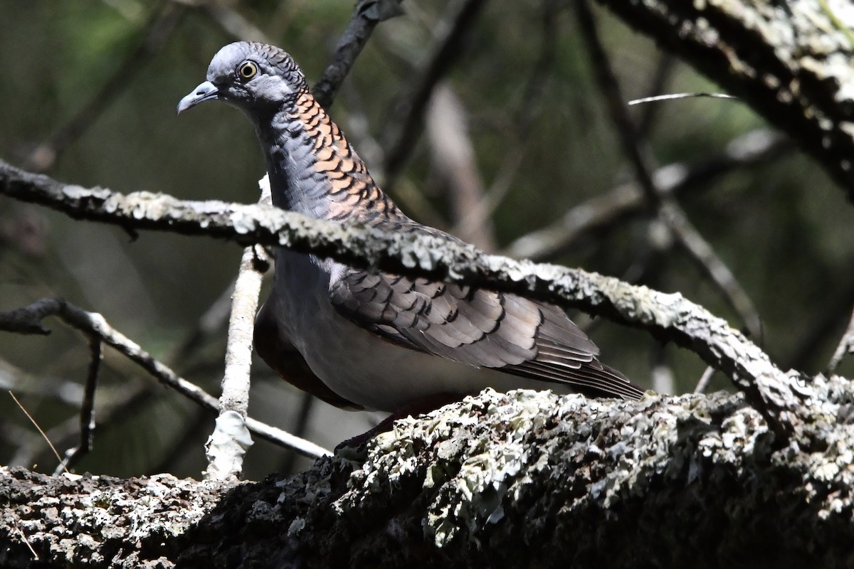 Kupfernackentäubchen - ML646269324