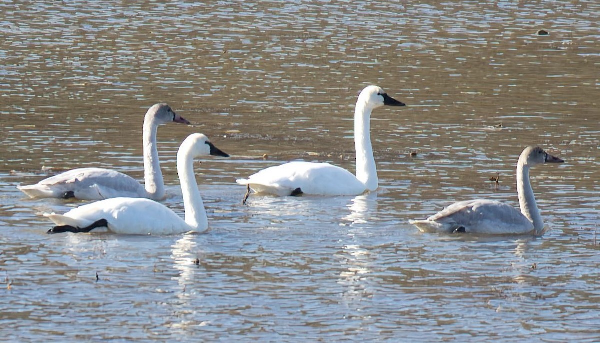 Tundra Swan - ML646269328