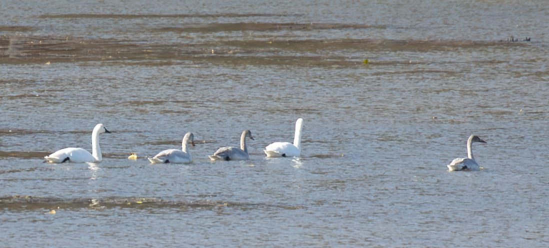 Tundra Swan - ML646269329