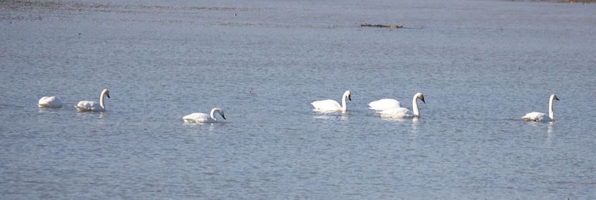 Tundra Swan - ML646269330