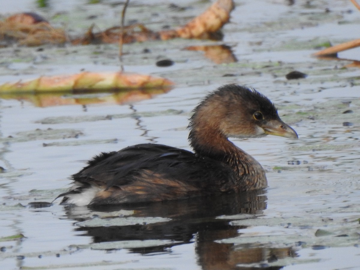 Pied-billed Grebe - ML646269332