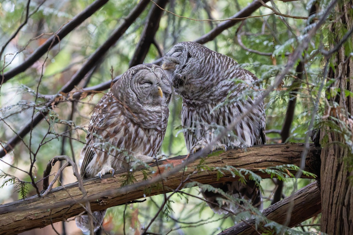 Barred Owl - ML646269333