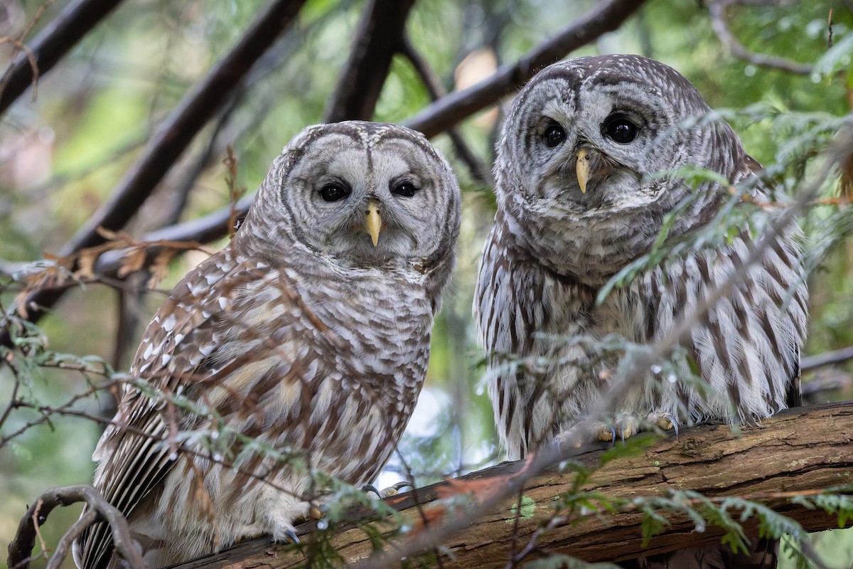 Barred Owl - ML646269334