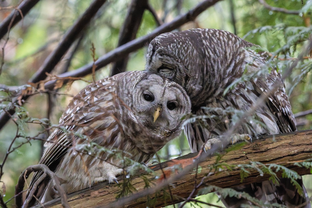 Barred Owl - ML646269335