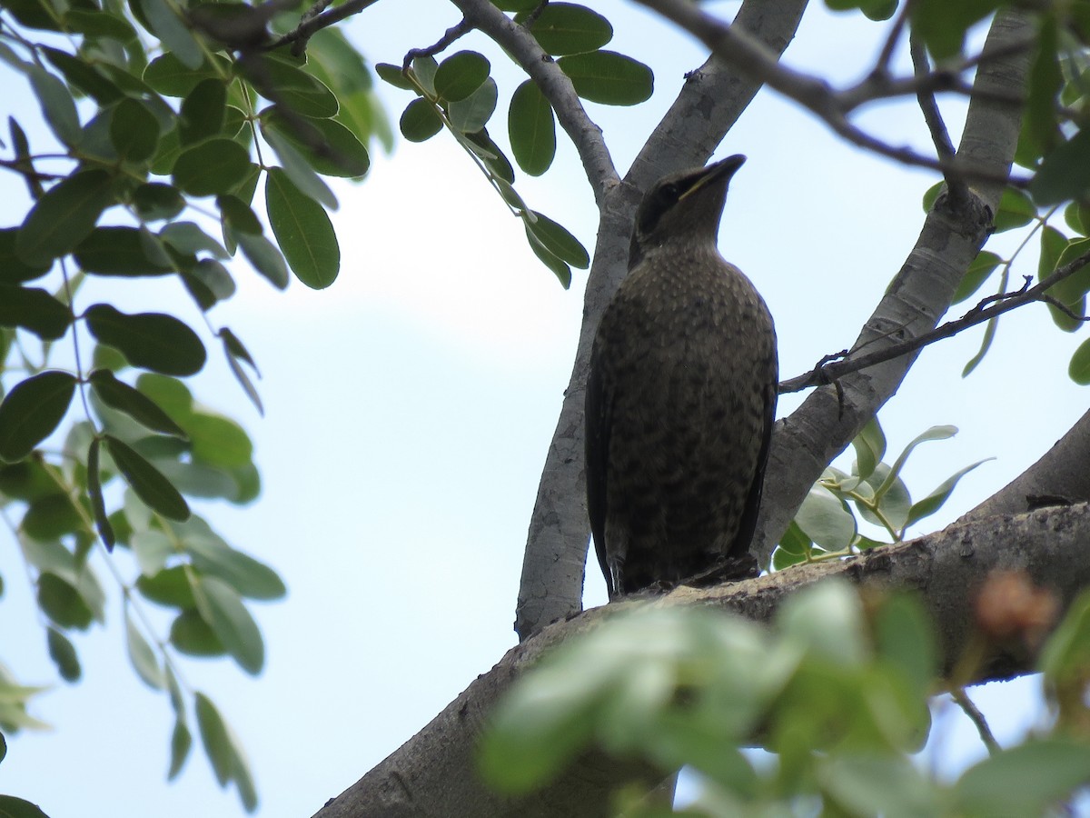 Клинохвостый спрео - ML646269339