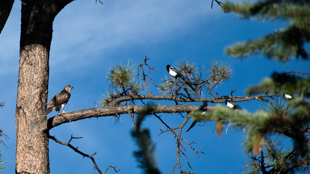 Red-tailed Hawk - ML646269341