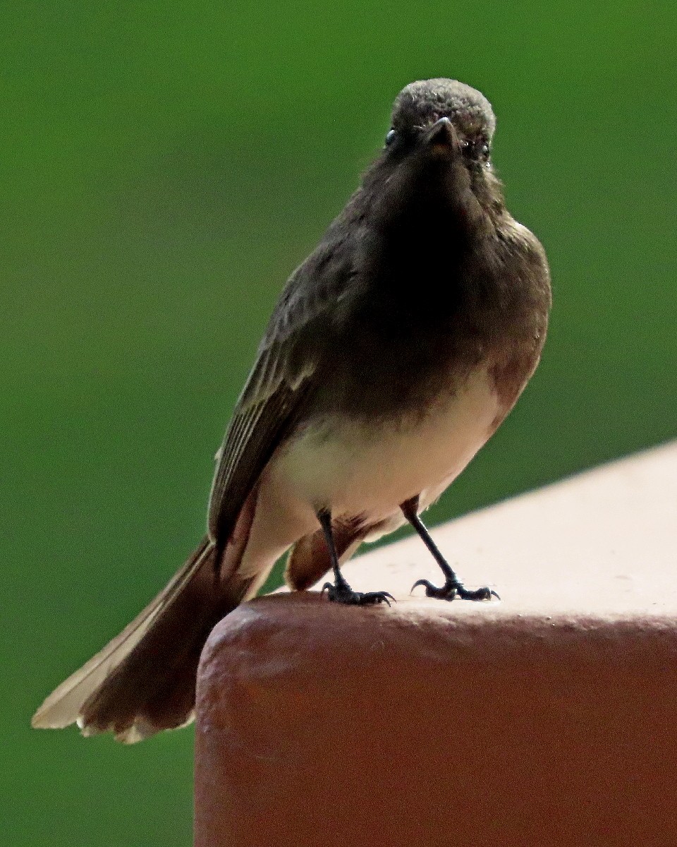 Black Phoebe - ML646269342