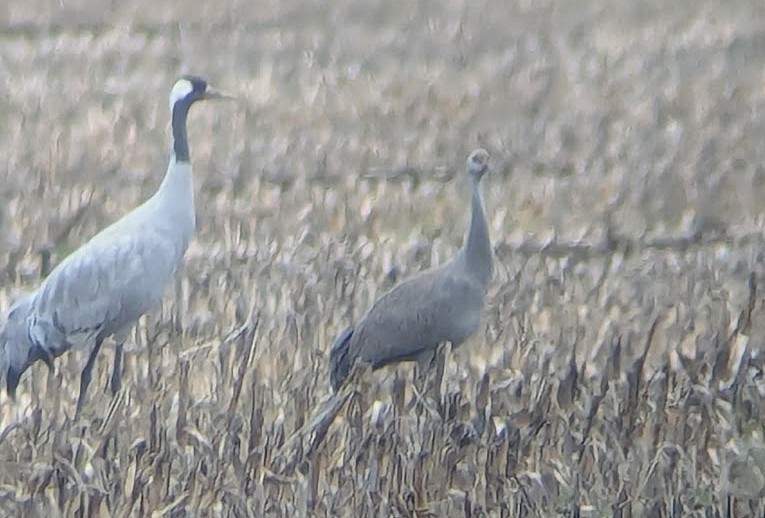 沙丘鶴 - ML646269352