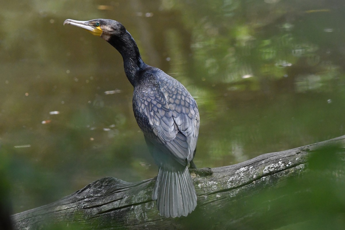 Great Cormorant - ML646269354