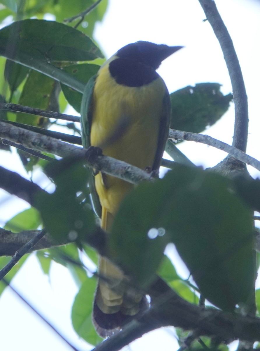 インカサンジャク - ML646269358