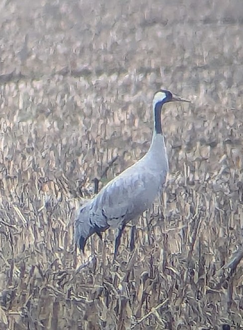 灰鶴 - ML646269359