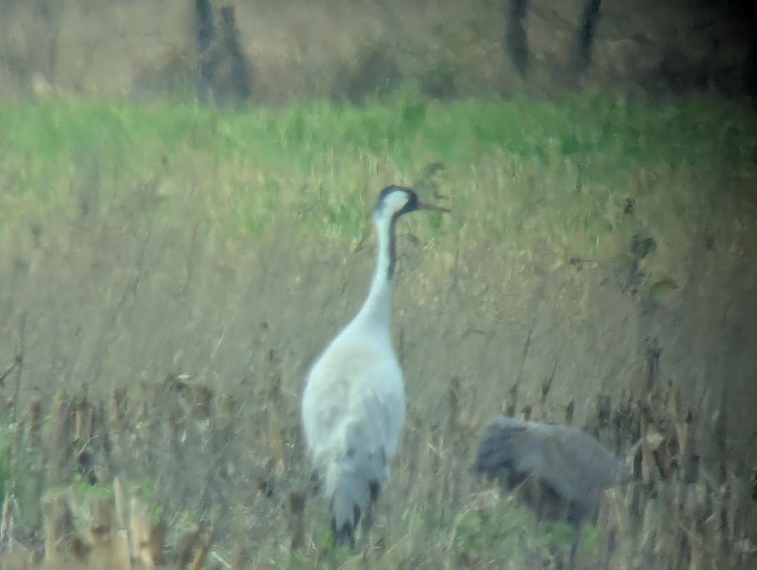 灰鶴 - ML646269360