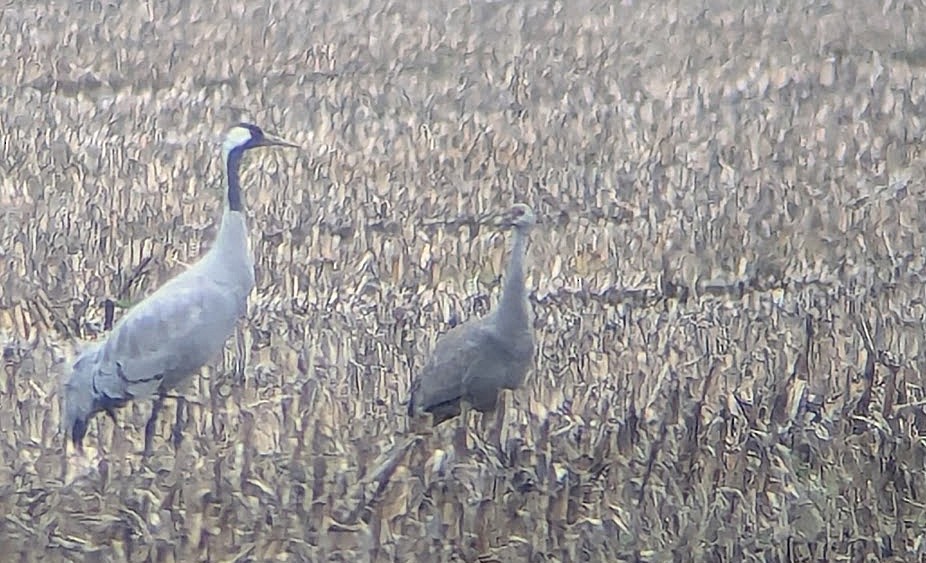 灰鶴 - ML646269361