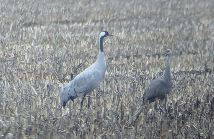 灰鶴 - ML646269362