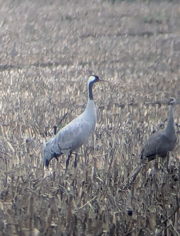 灰鶴 - ML646269363