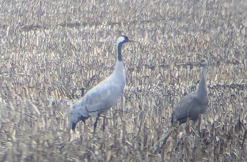 灰鶴 - ML646269364