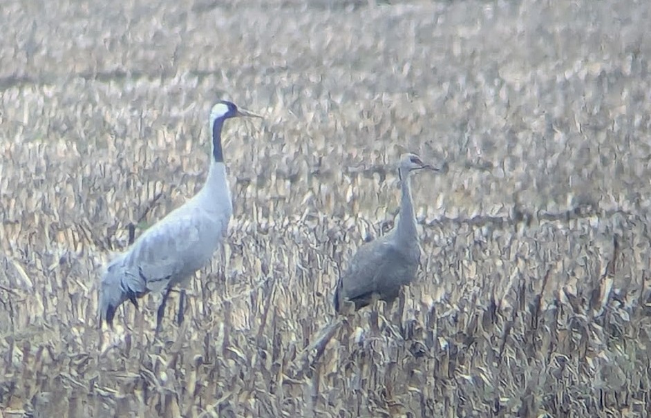 灰鶴 - ML646269365