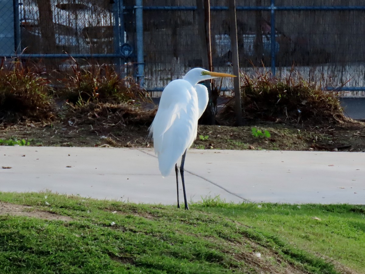 Koartza zuria - ML646269366