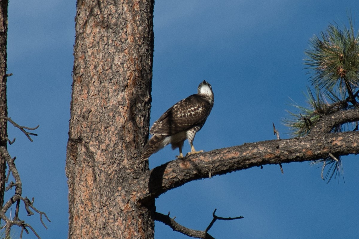 Red-tailed Hawk - ML646269367