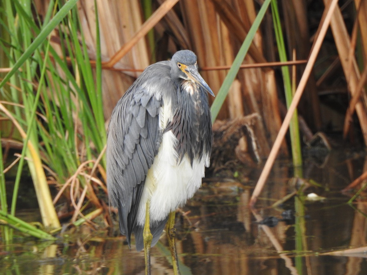 Tricolored Heron - ML646269368