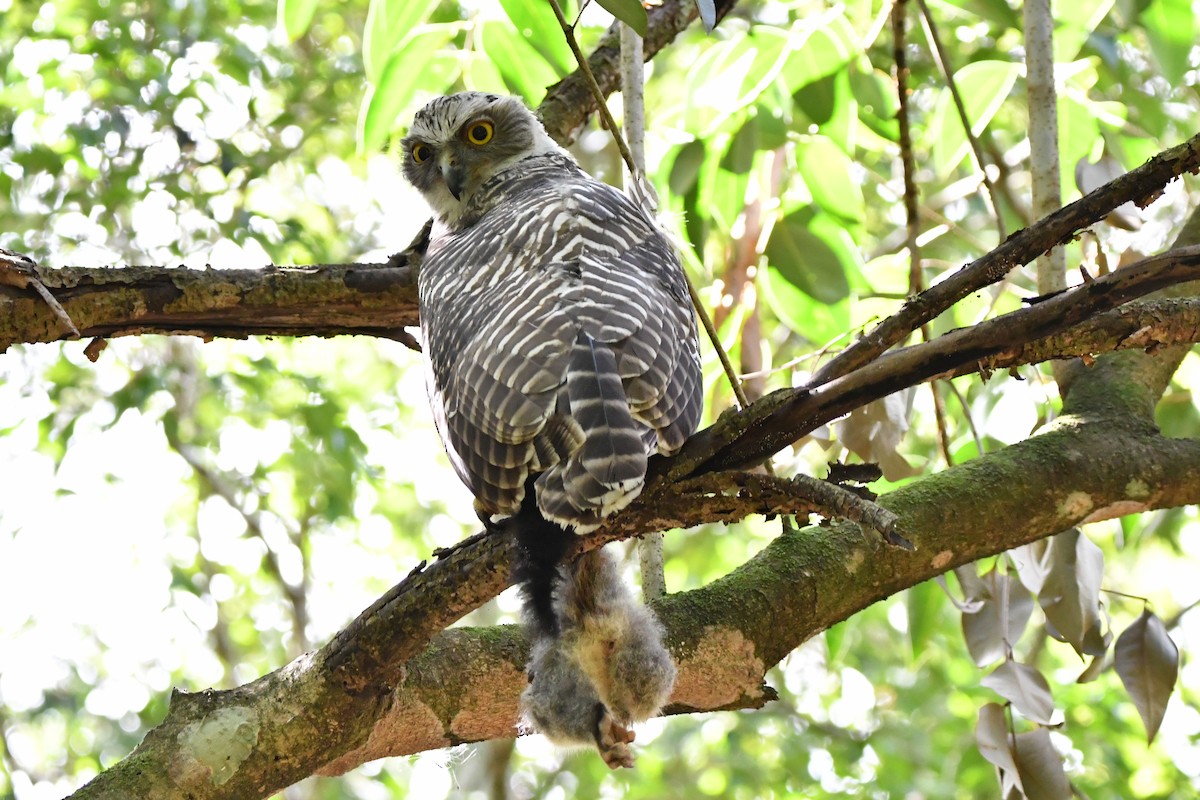 Riesenkauz - ML646269371