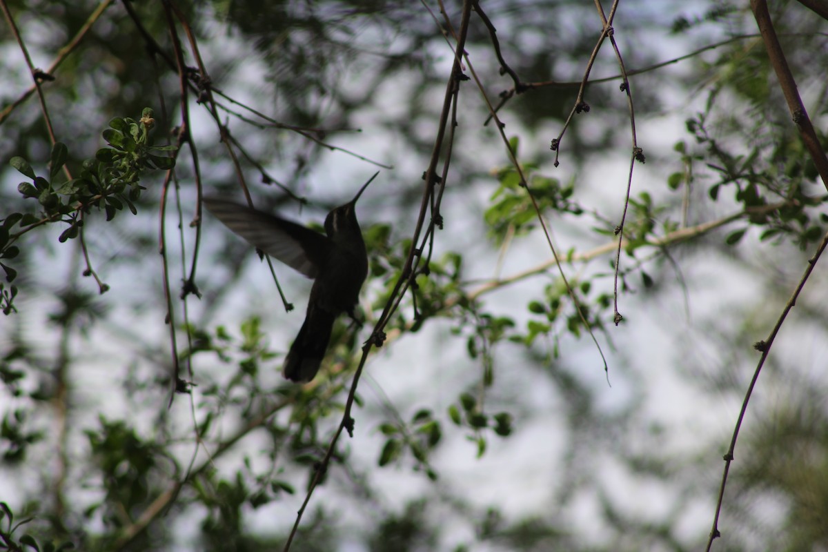 kolibřík blankytohrdlý - ML646269372