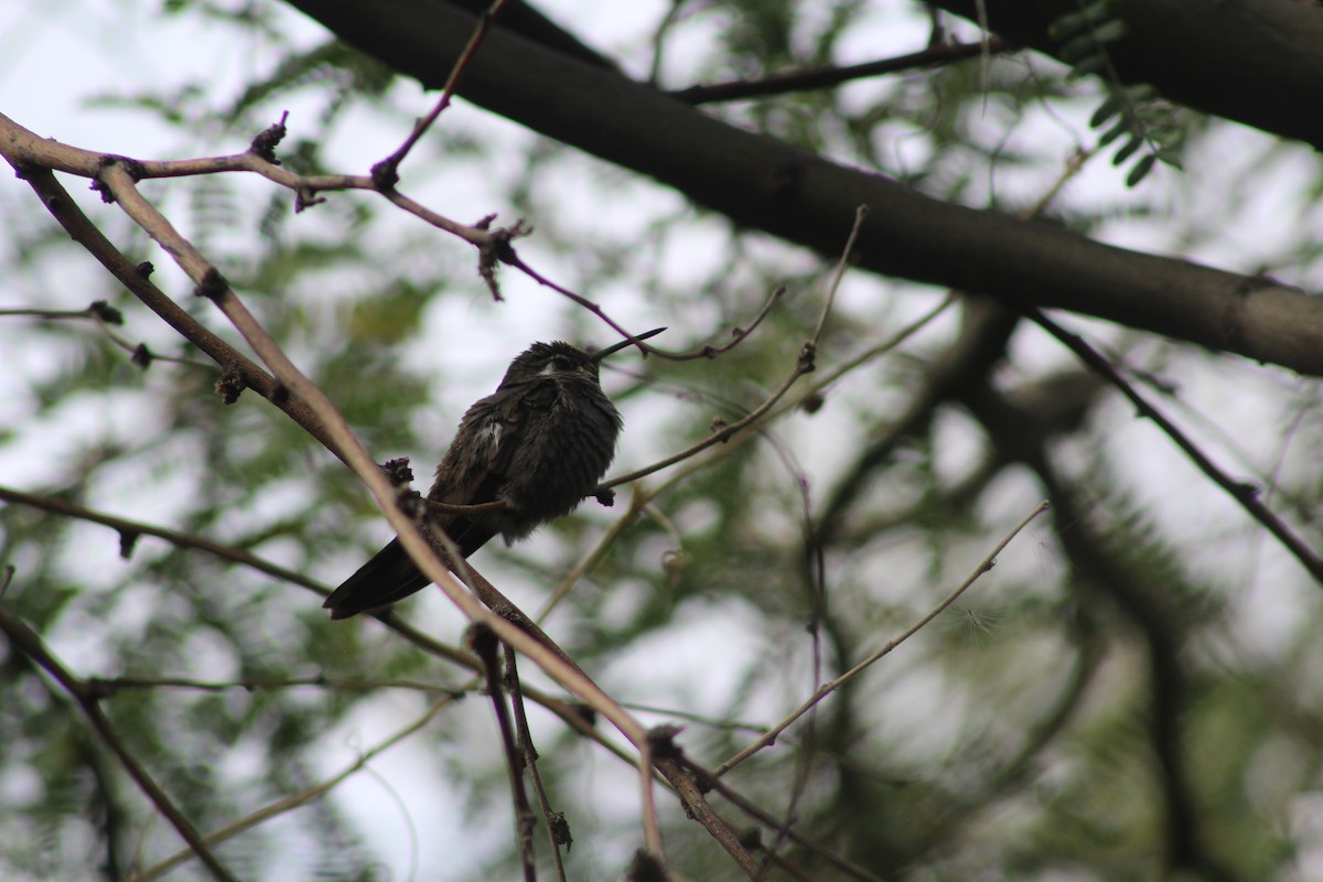 kolibřík blankytohrdlý - ML646269375