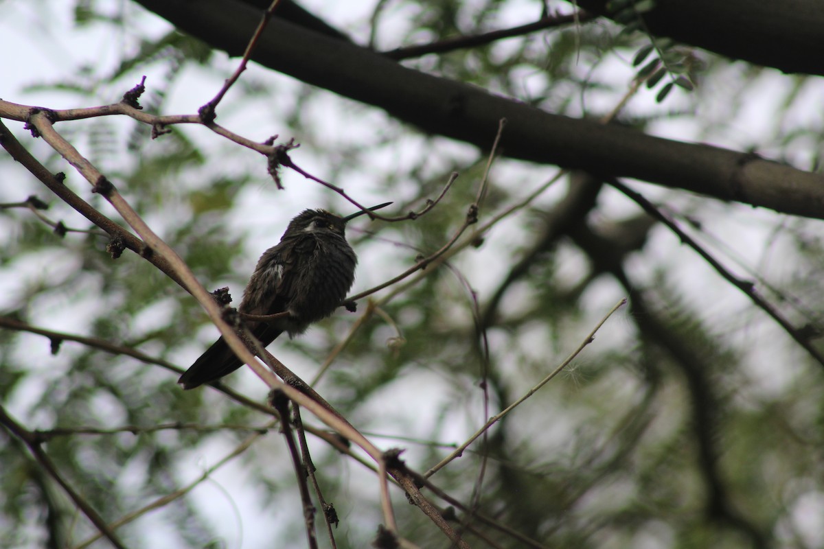 kolibřík blankytohrdlý - ML646269377