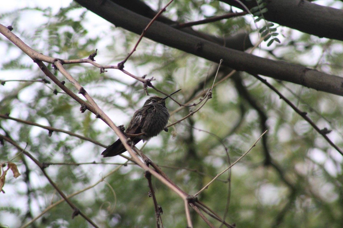 kolibřík blankytohrdlý - ML646269378