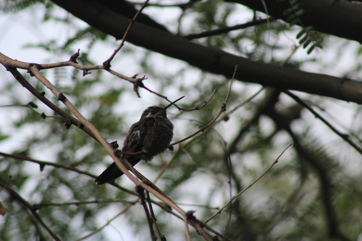 kolibřík blankytohrdlý - ML646269381