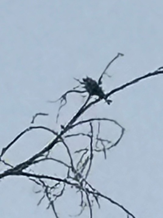 Summer Tanager - ML646269405