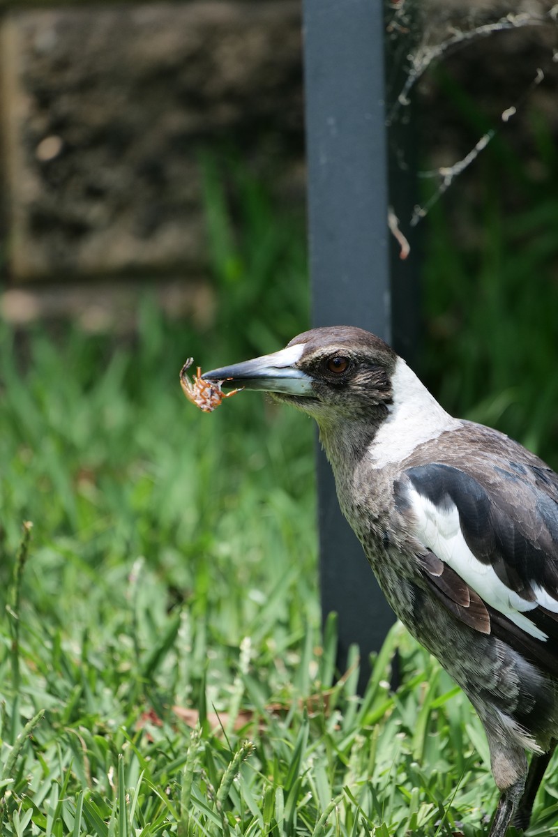 Буругонг, ворона-свистун - ML646269409