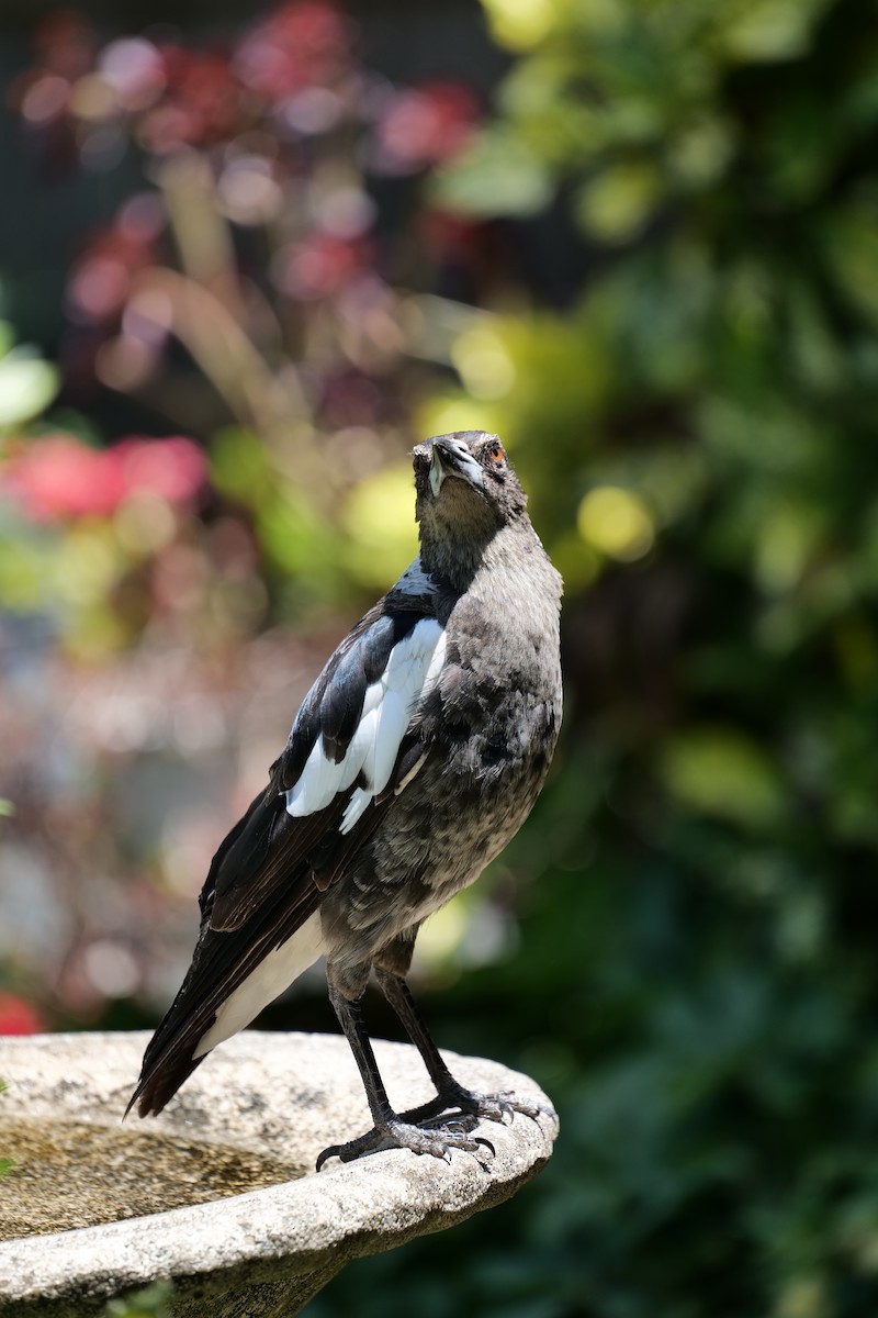 Буругонг, ворона-свистун - ML646269410