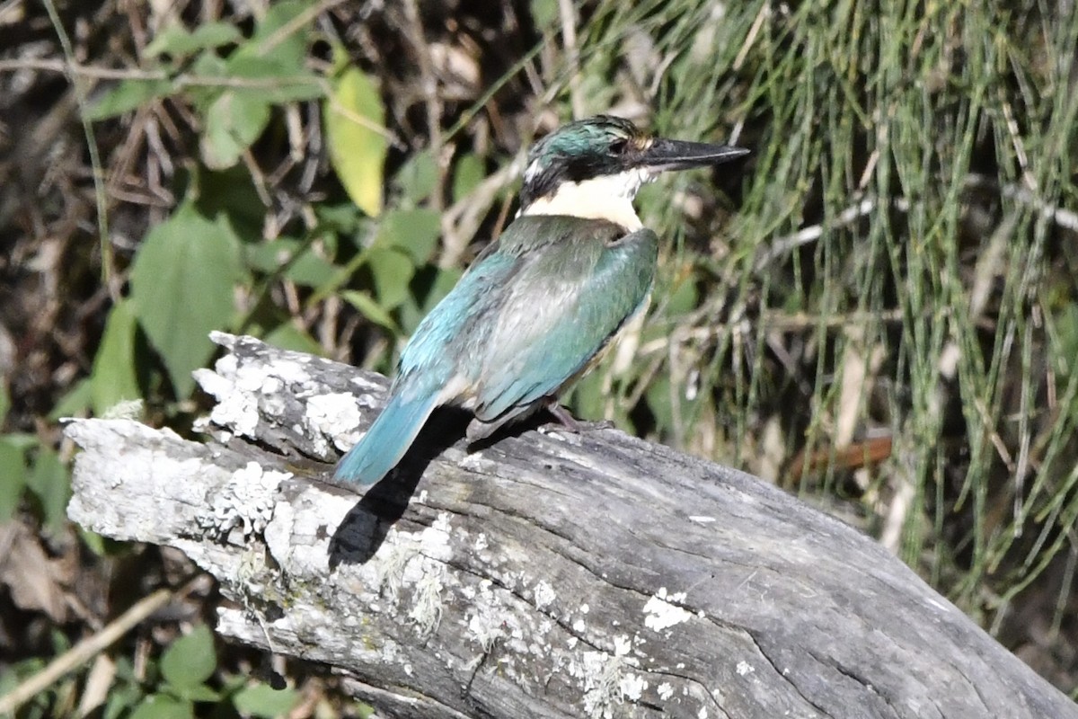 Götzenliest - ML646269417