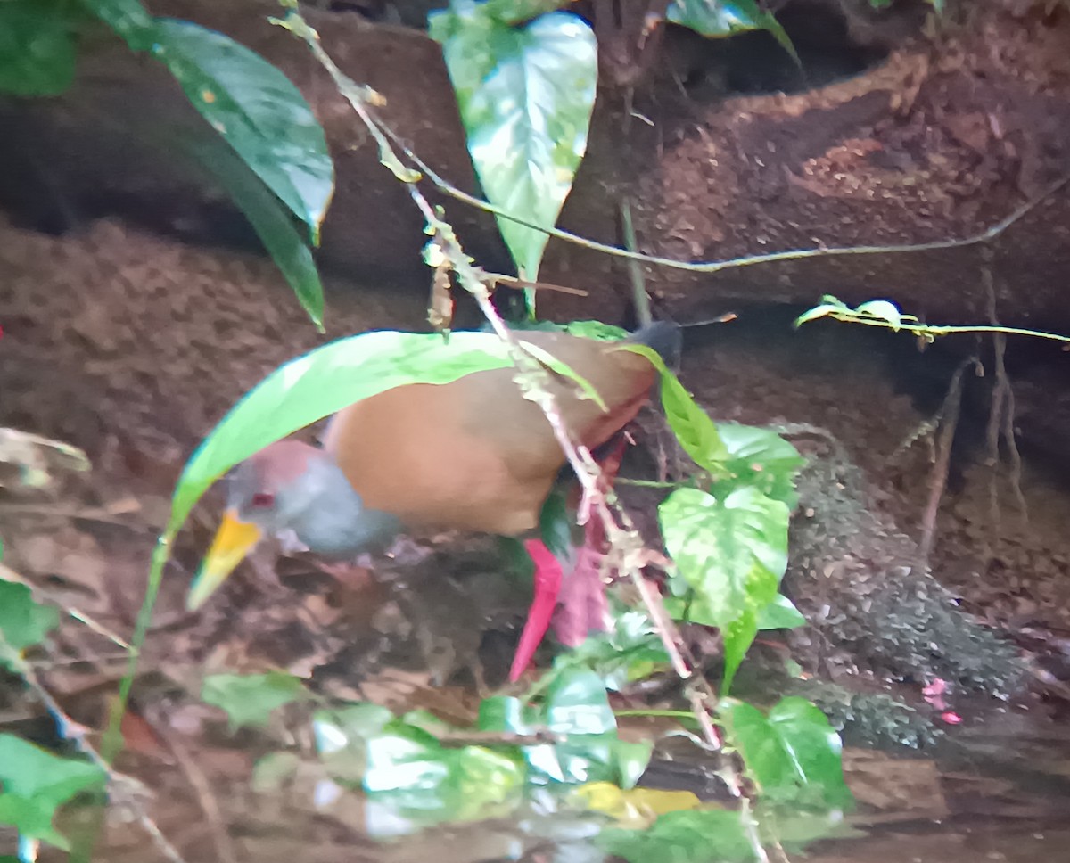 Russet-naped Wood-Rail - ML646269419