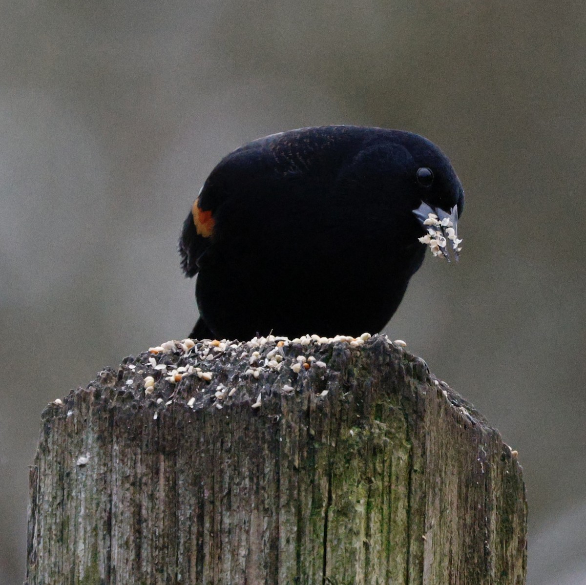 Red-winged Blackbird - ML646269426