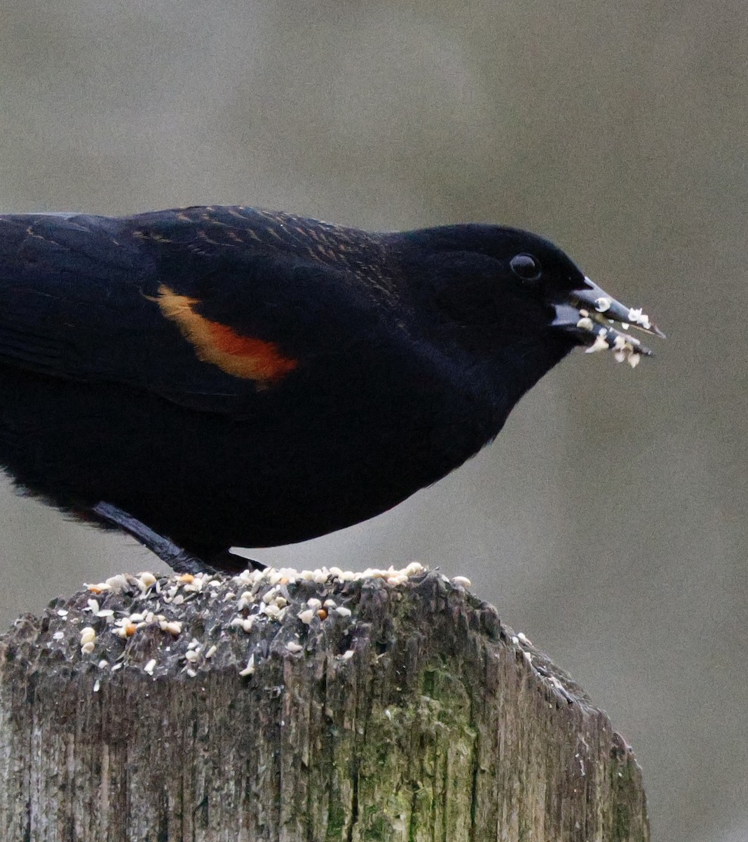 Red-winged Blackbird - ML646269427
